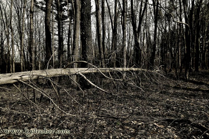 Fallen Tree